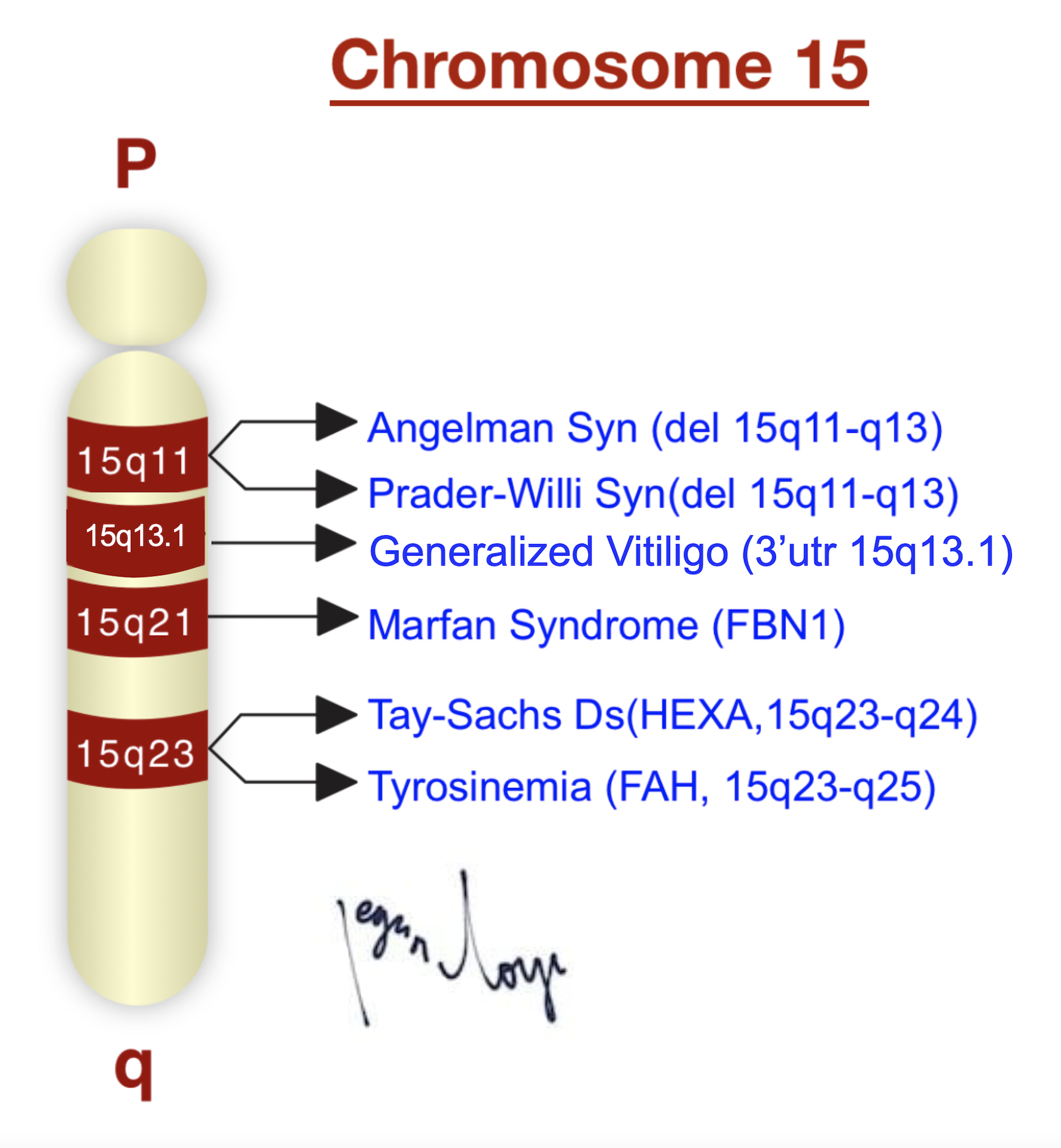 cromosoma_15q13.1_vitiligo_generalizado_herc2_rs1129038_C.png
